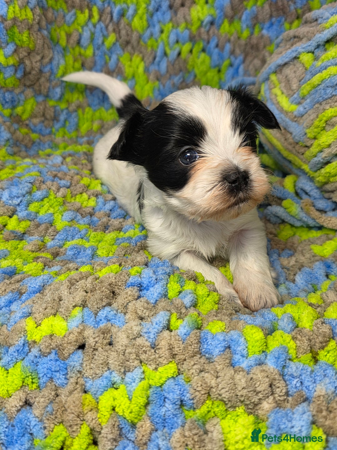 Biewer Terrier dogs for sale: Pure breed Biewer Terrier puppies 4 Generation  - Image 4