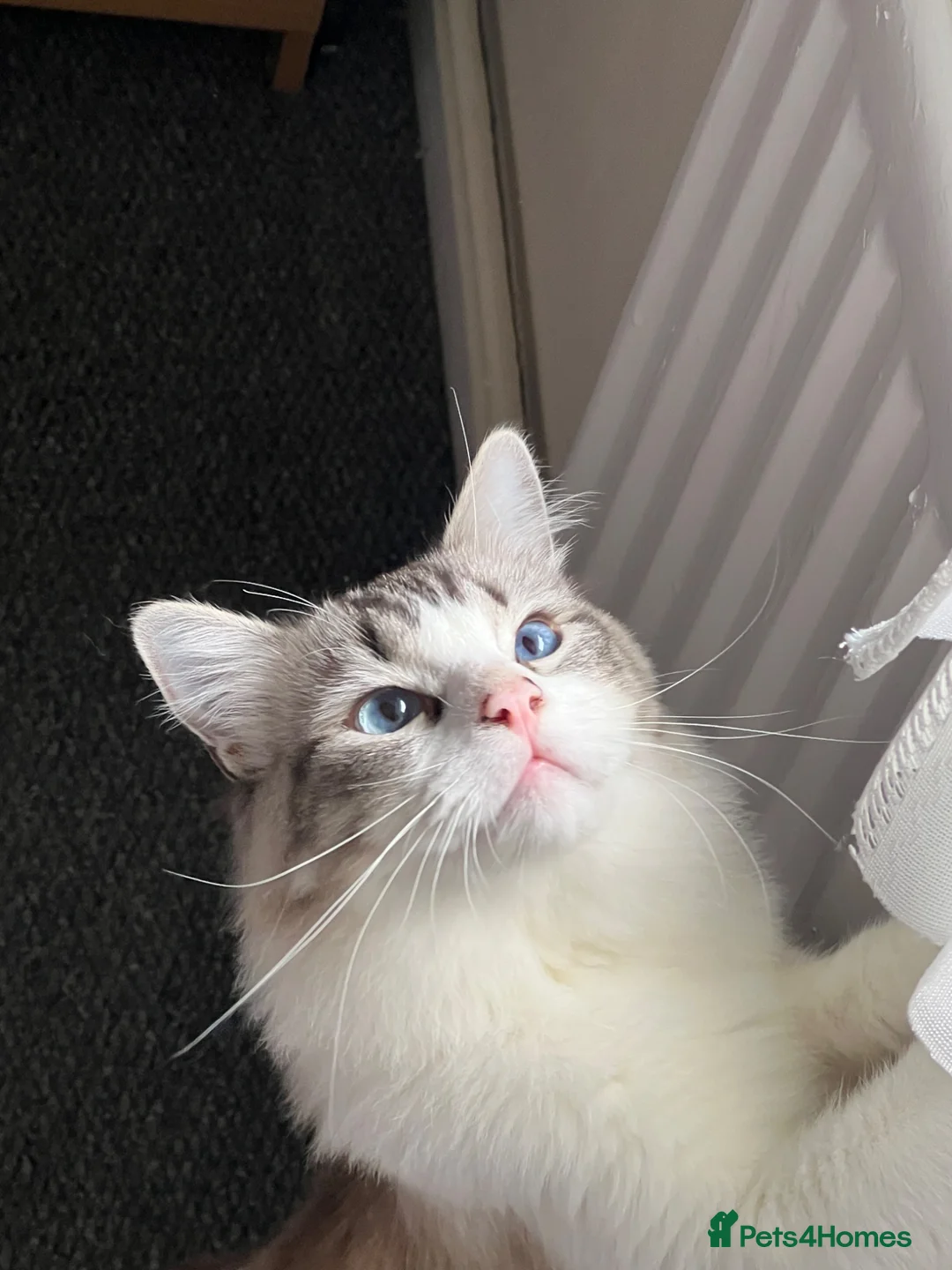 Ragdoll cats for sale: Ragdoll  - Advert 1