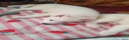 Siberian Husky dogs for sale: White Girl Husky ready to find her forever home - Advert 19