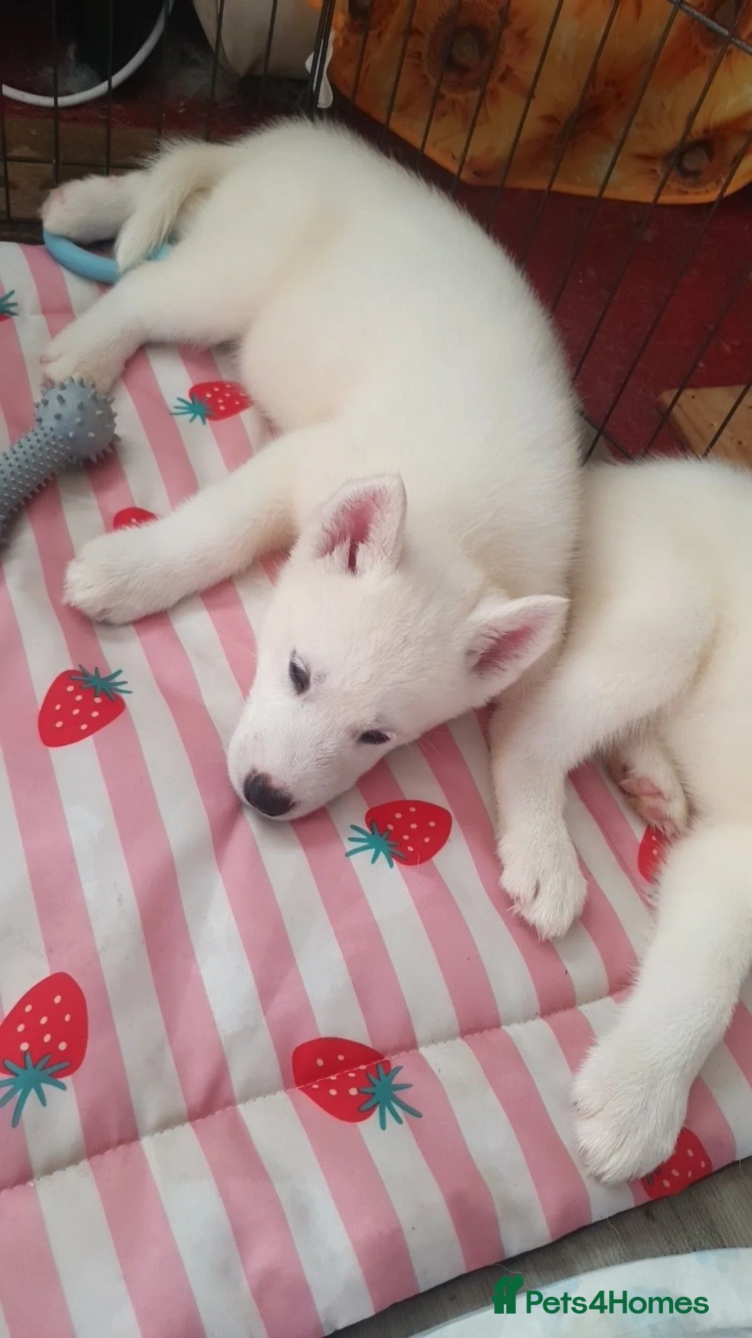 Siberian Husky dogs for sale: White Girl Husky ready to find her forever home - Advert 19