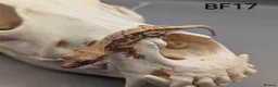 Gecko reptiles for sale: Tri Colour Lily White Crested Gecko CB26 - Advert 2