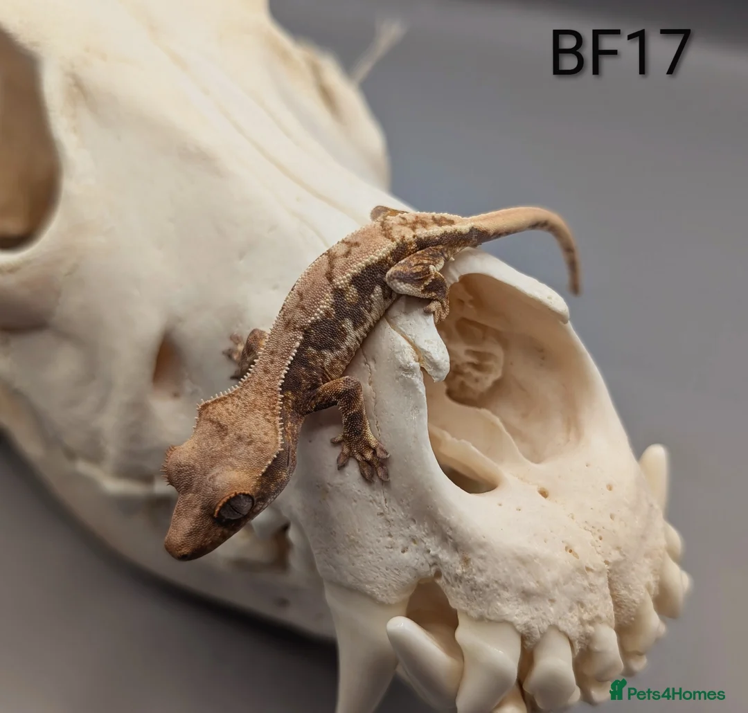 Gecko reptiles for sale: Tri Colour Lily White Crested Gecko CB26 - Advert 2