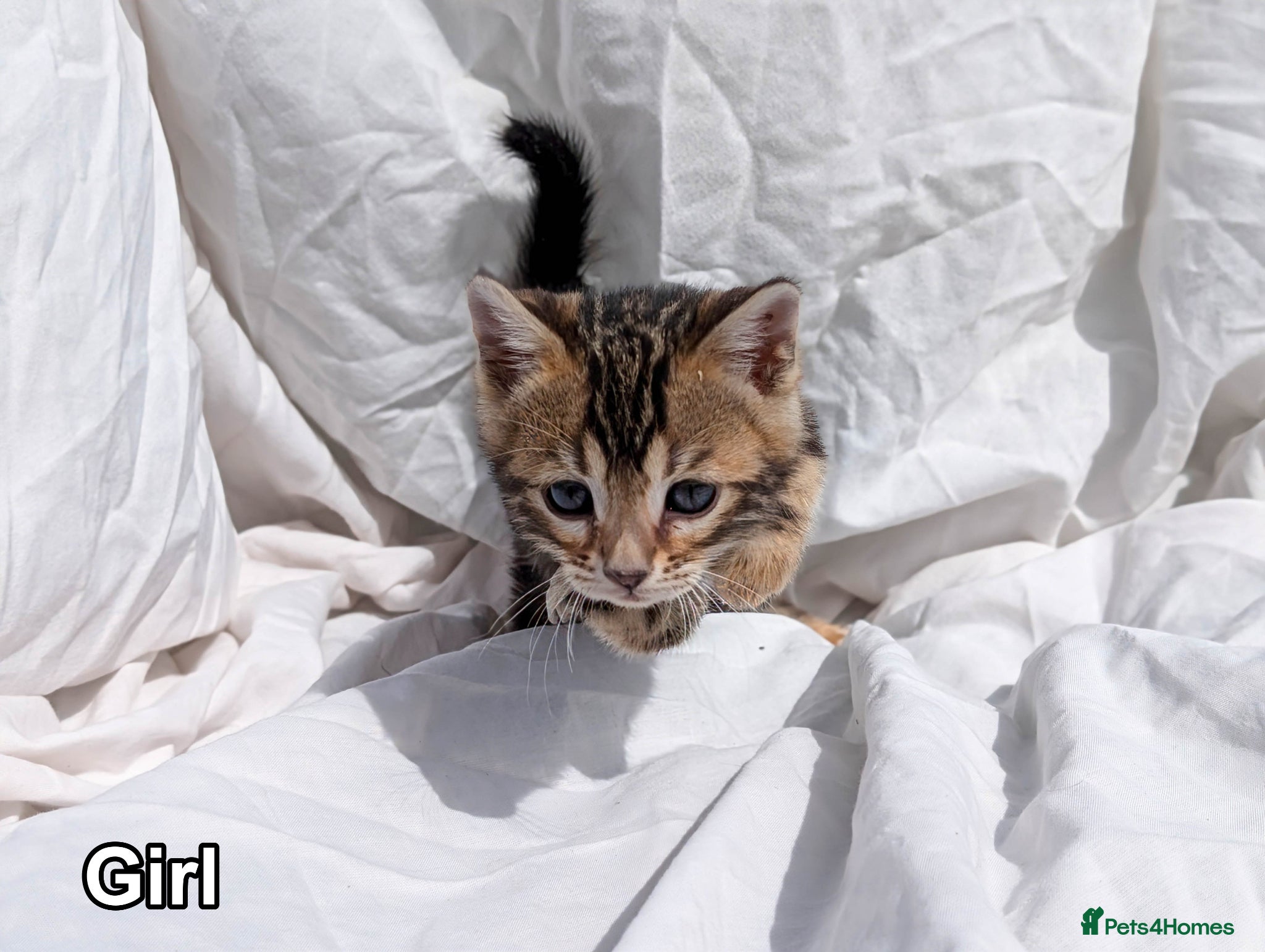 Bengal cats Bengal Kittens TICA | Glitter | Health Tested - Advert 1