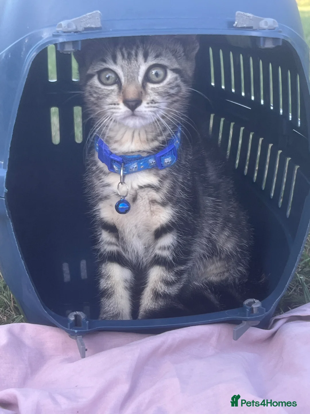 Mixed Breed cats for sale: 💕Beautiful kittens looking for loving homes💕 - Advert 2