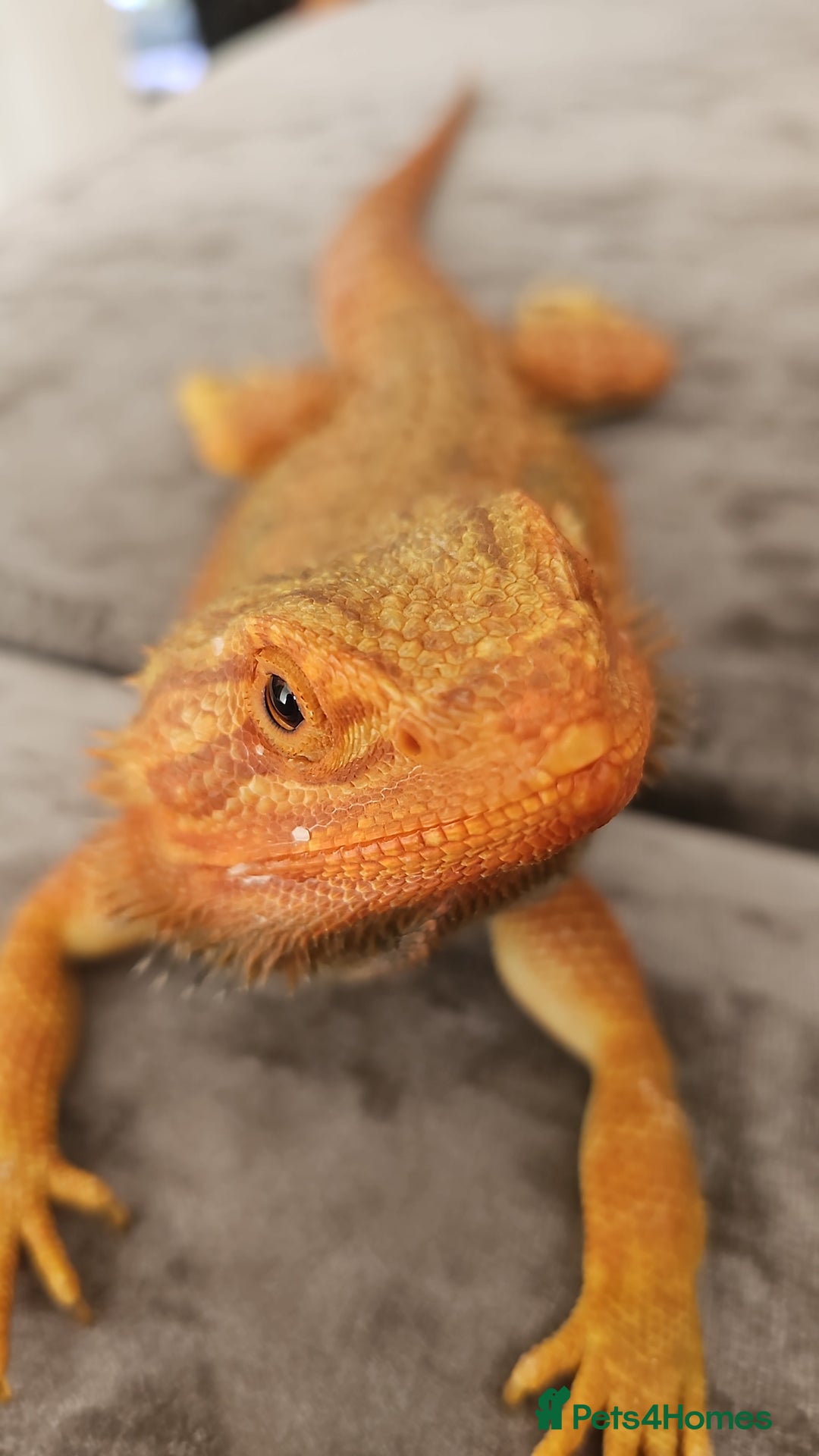 Bearded Dragon reptiles for sale: Bearded dragon - Advert 4