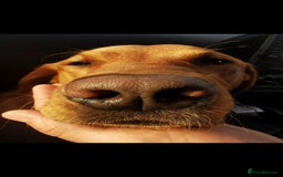 Labrador Retriever dogs for stud: Noah - Fox Red labrador pedigree -For Stud - Image 16