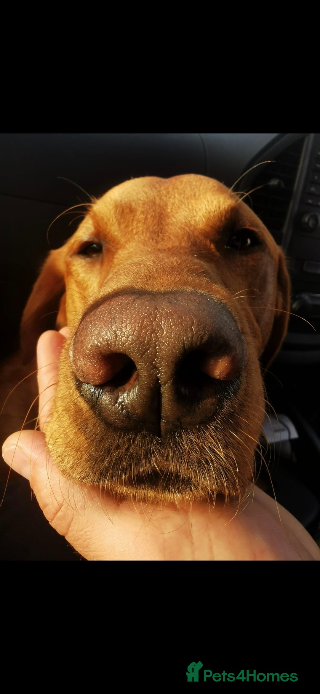 Labrador Retriever dogs for stud: Noah - Fox Red labrador pedigree -For Stud - Image 16