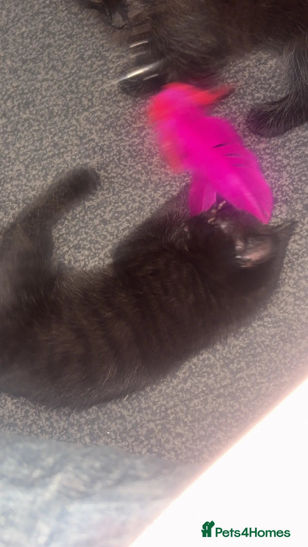 Mixed Breed cats for sale: girl kitten available - Advert 2