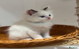 Ragdoll cats for sale: Fluffy pure Ragdoll boys looking for 5 star home  - Image 20