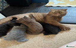 Scottish Fold cats for sale: Stunning Scottish fold and straight kittens - Image 7