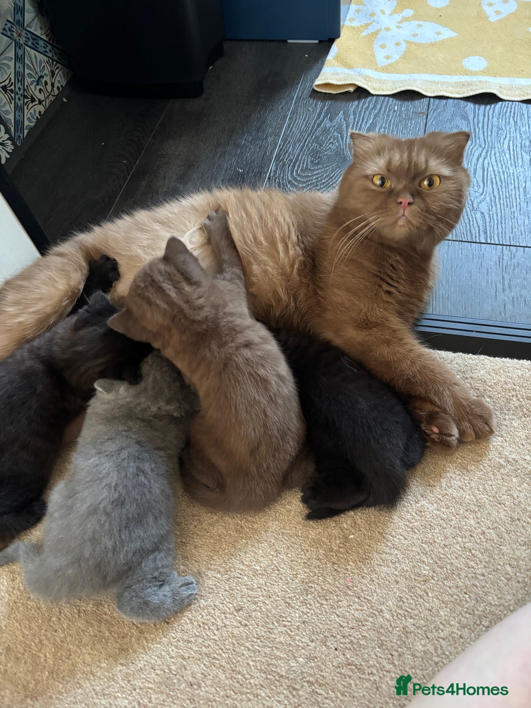 Scottish Fold cats for sale: Stunning Scottish fold and straight kittens - Image 7