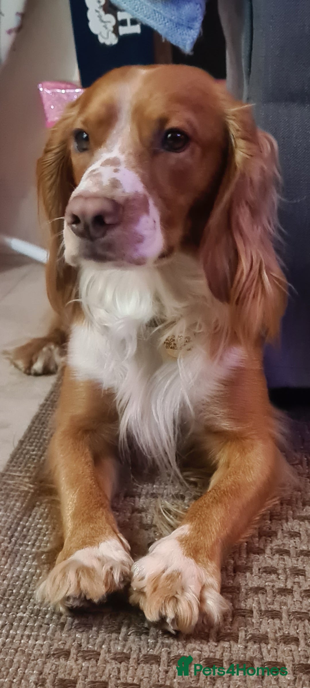 Cocker Spaniel dogs Working cockier spaniel stud  in Birkenhead - Advert 15