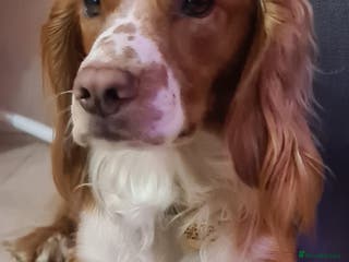 Cocker Spaniel dogs Working cockier spaniel stud in Birkenhead - Advert 10