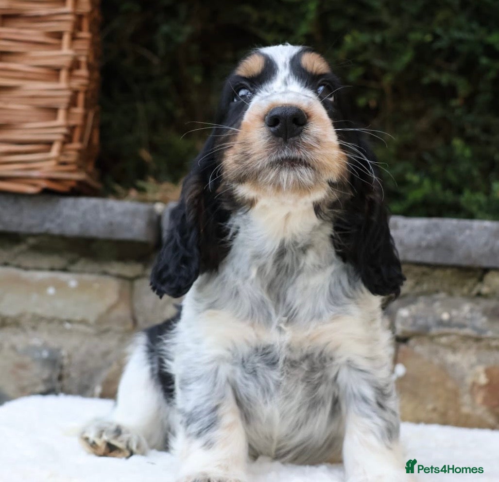 Cocker Spaniel dogs Extensively Health tested Parents & UNIQUE colours - Advert 1