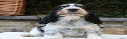 Cocker Spaniel dogs for sale: Extensively Health tested Parents & UNIQUE colours - Advert 7