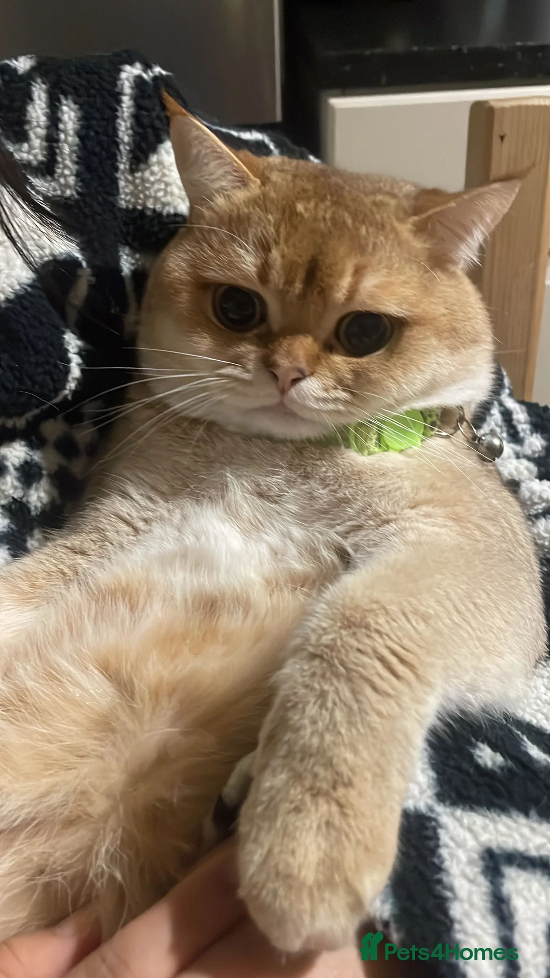 Scottish Fold cats for stud: Scottish Straight Male Stud – “Poopsie”  - Advert 2