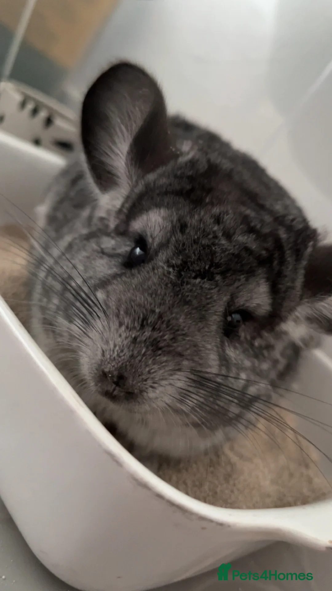 Chinchilla rodents for sale: Two female chinchillas in Doncaster - Advert 9