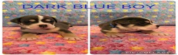 Olde English Bulldogge dogs for sale: READY TO LEAVE 3 old English bulldog  - Advert 36