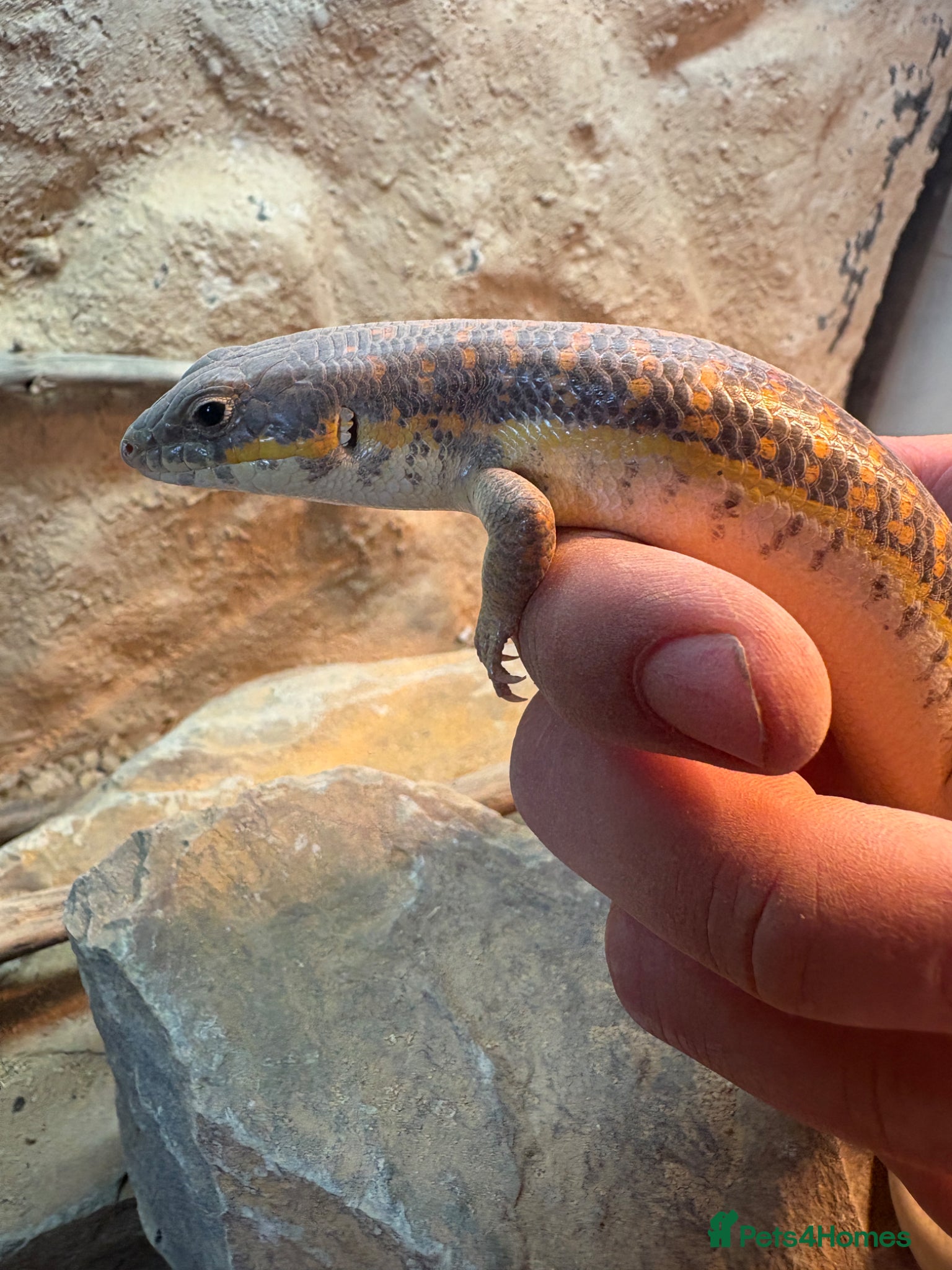 Skink reptiles Berber Skink - Advert 1