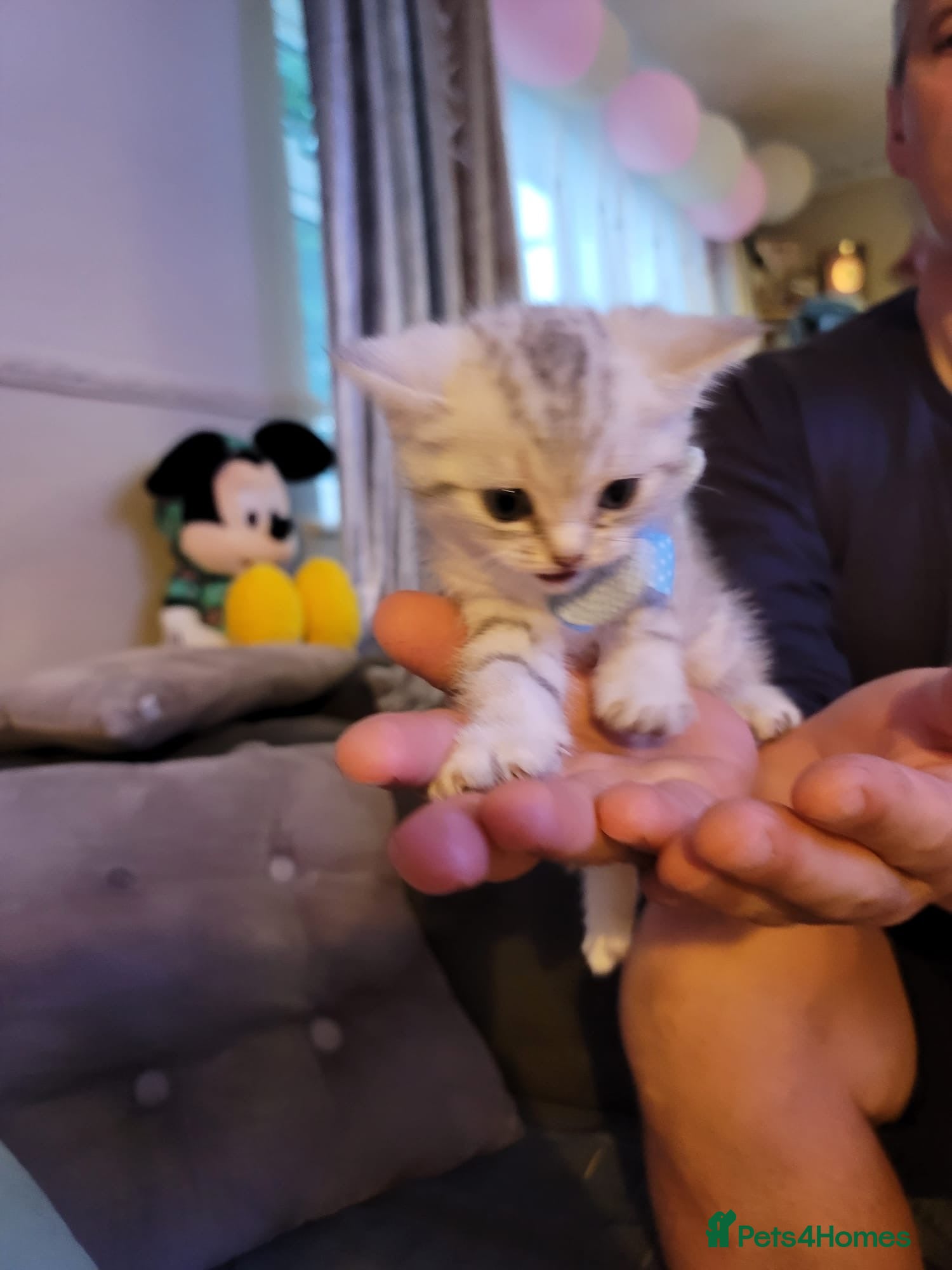 British Shorthair cats for sale: Beautiful kittens – 2 Boys & 2 Girls Ready Now  - Advert 10