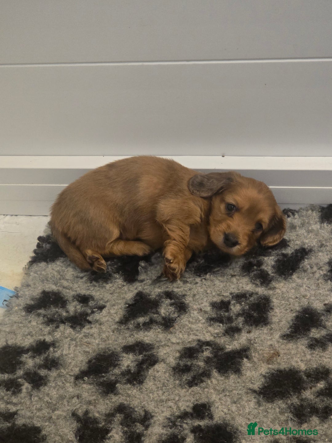 Miniature Dachshund dogs for sale: Miniature Long-Haired Dachshund - Advert 9