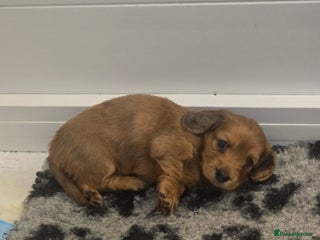 Miniature Dachshund dogs Long haired Miniature Dachshund - Advert 2