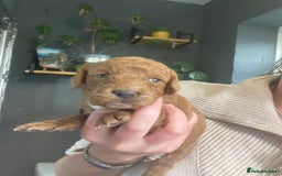 Cavapoo dogs for sale: F1b cavapoos  - Image 4