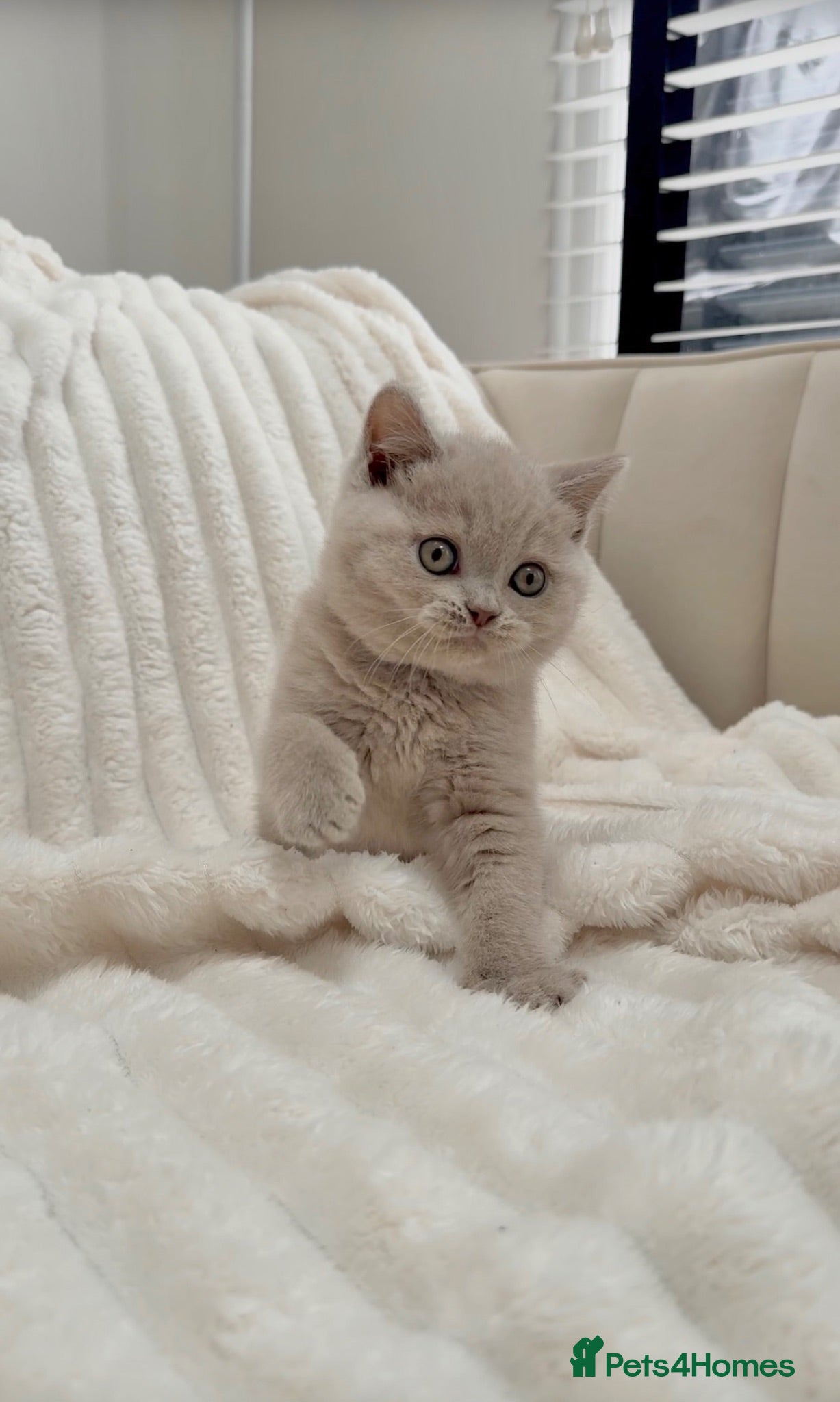 British Shorthair cats Cute British Shorthair Kittens – Pet Homes Only 💛 - Advert 2