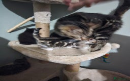 Mixed Breed cats for sale: Mixed kittens ready for their new home - Image 12