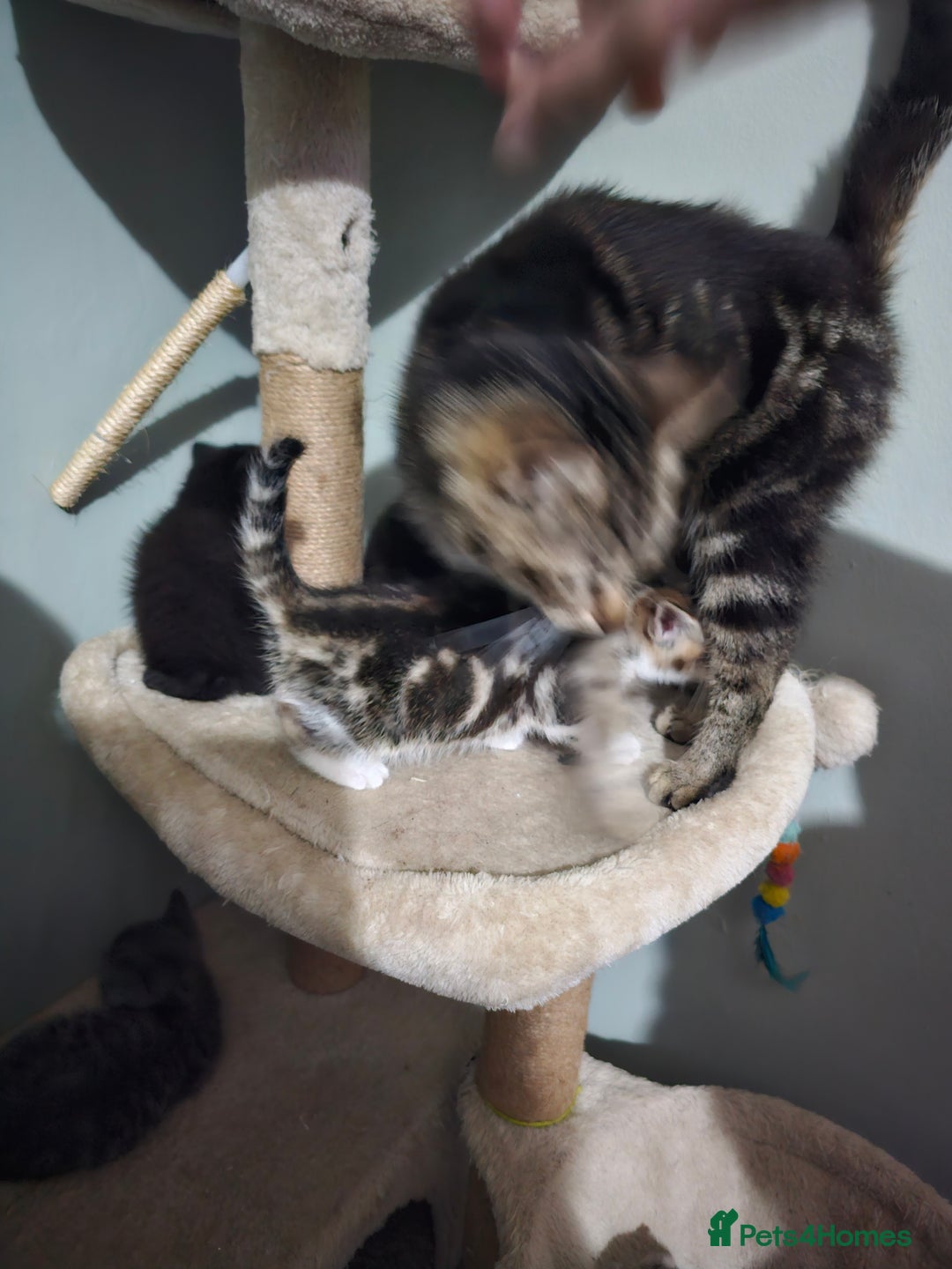 Mixed Breed cats for sale: Mixed kittens ready for their new home - Image 12