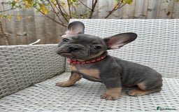 French Bulldog dogs for sale: READY NOW!! French Bulldog Puppies!! - Advert 17