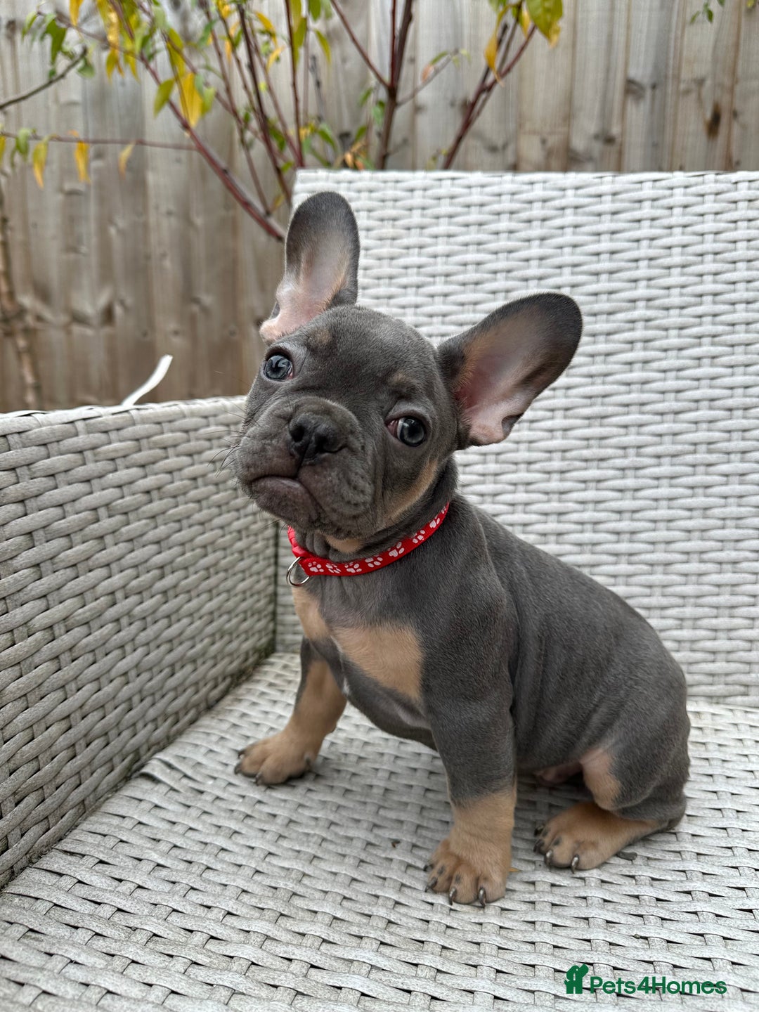 French Bulldog dogs for sale: READY NOW!! French Bulldog Puppies!! - Advert 17