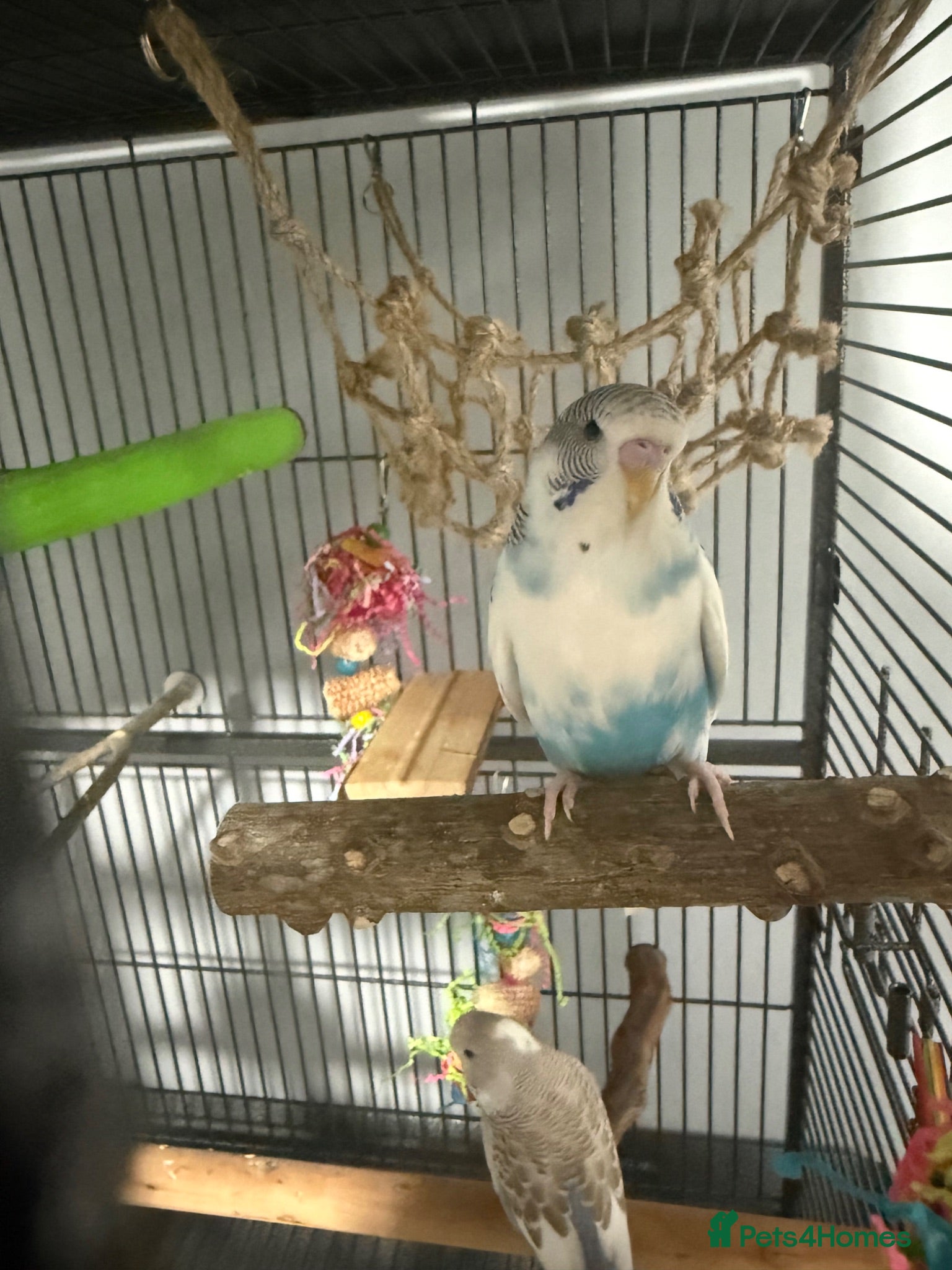 Budgerigars birds 2 baby budgies with cage  - Advert 1