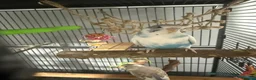 Budgerigars birds for sale: 2 baby budgies with cage  - Advert 1
