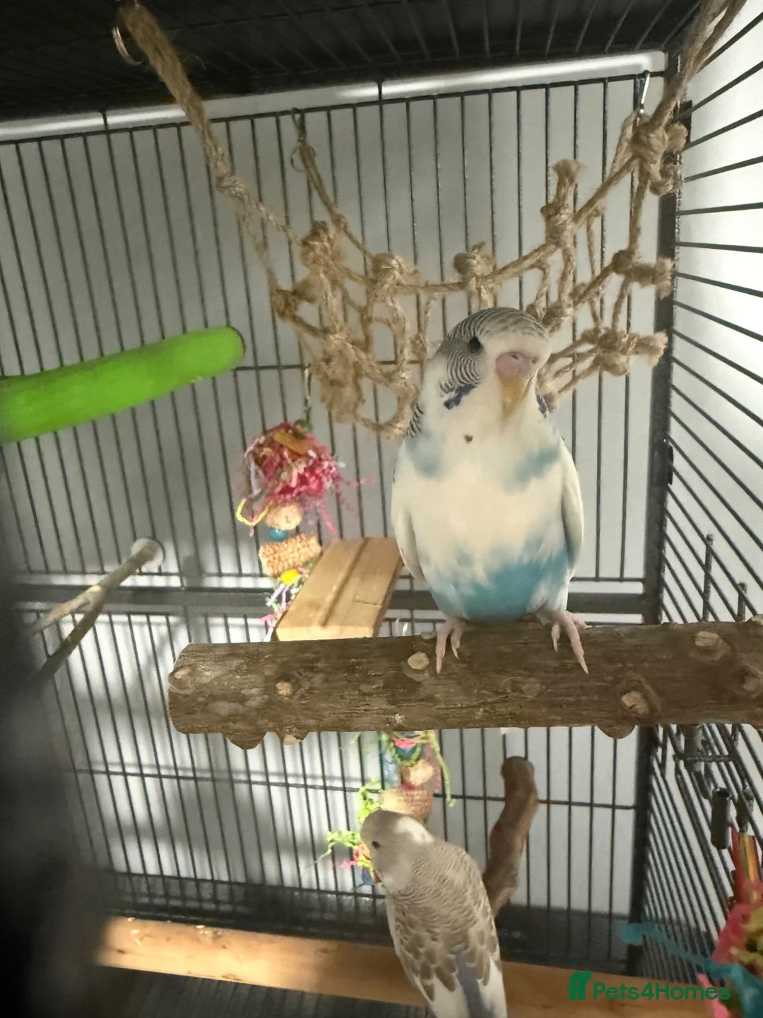 Budgerigars birds for sale: 2 baby budgies with cage  - Advert 1