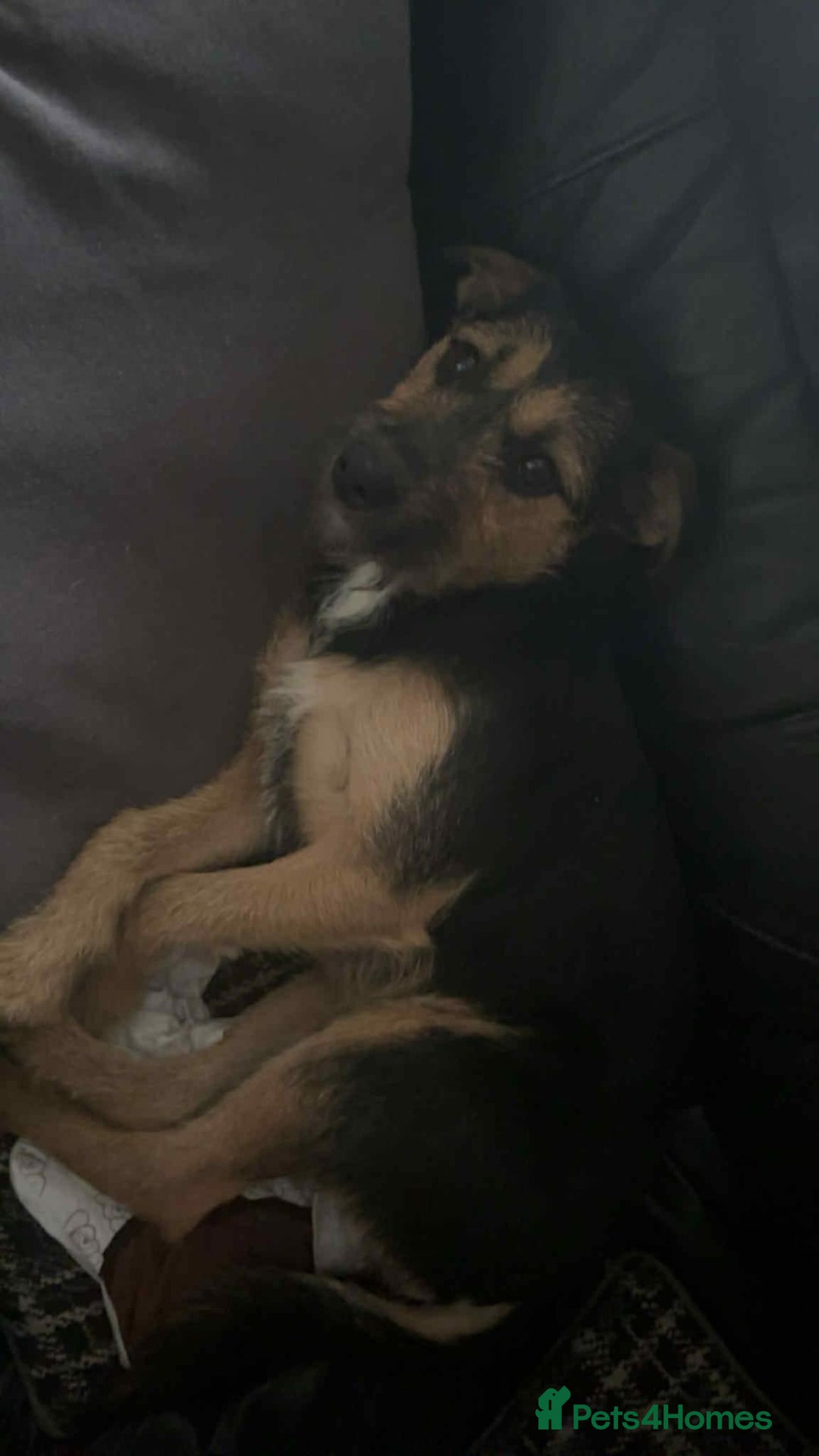 Mixed Breed dogs for sale: Mixed terrier  - Image 5
