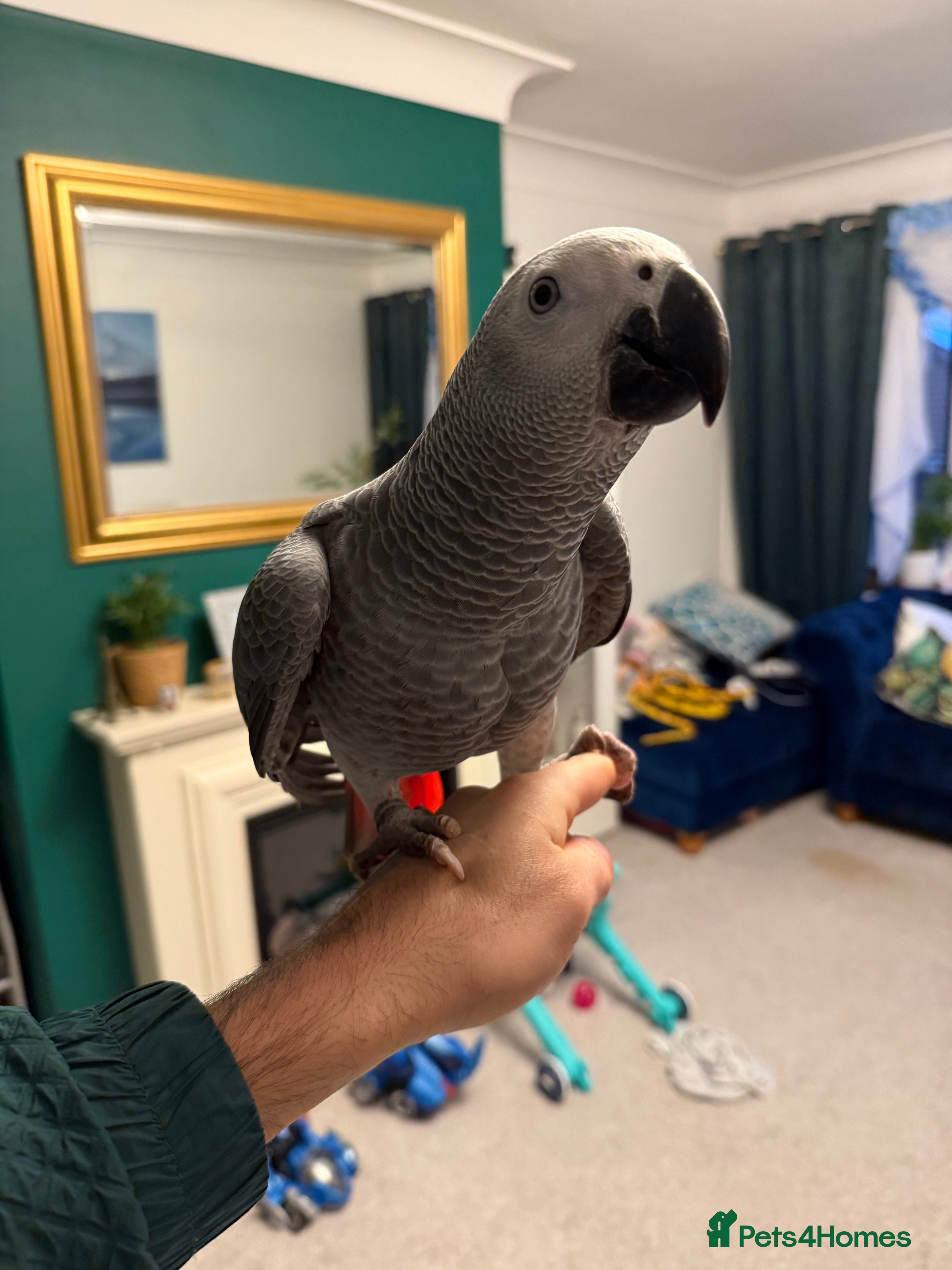 Parrots birds Baby African grey 6 months only - Advert 7