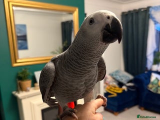 Parrots birds Baby African grey 6 months only - Advert 7