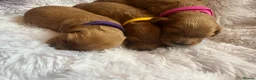 Cavapoo dogs for sale: Cavapoos pups /kc reg /health tested /parents - Advert 10