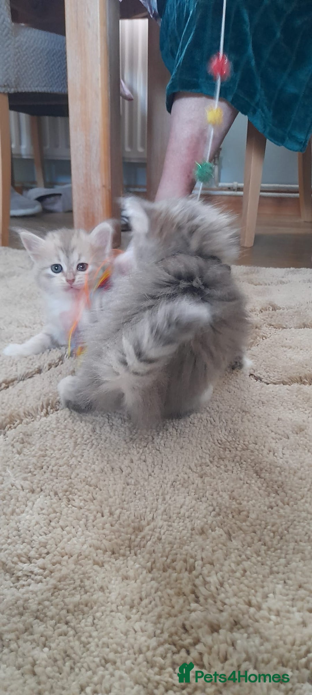 Siberian cats for sale: Siberian GCCF. kittens  - Image 9