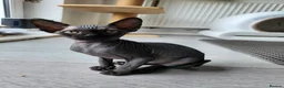 Sphynx cats for sale: Have 3 beautiful Canadian Sphynx - Advert 21