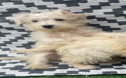 Mixed Breed dogs for sale: STUNNING WESTIE X POODLE PUPPIES  - Image 2