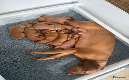Hungarian Vizsla dogs for sale: KC regarding Hungarian Vizsla puppies - Image 5