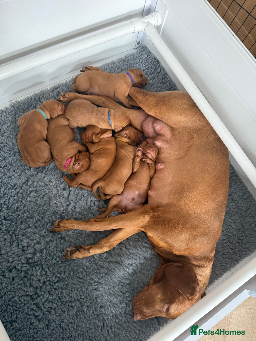 Hungarian Vizsla dogs for sale: KC regarding Hungarian Vizsla puppies - Image 5