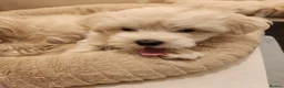 Bichon Frise dogs for sale: Bichon maltese for sale. - Advert 4