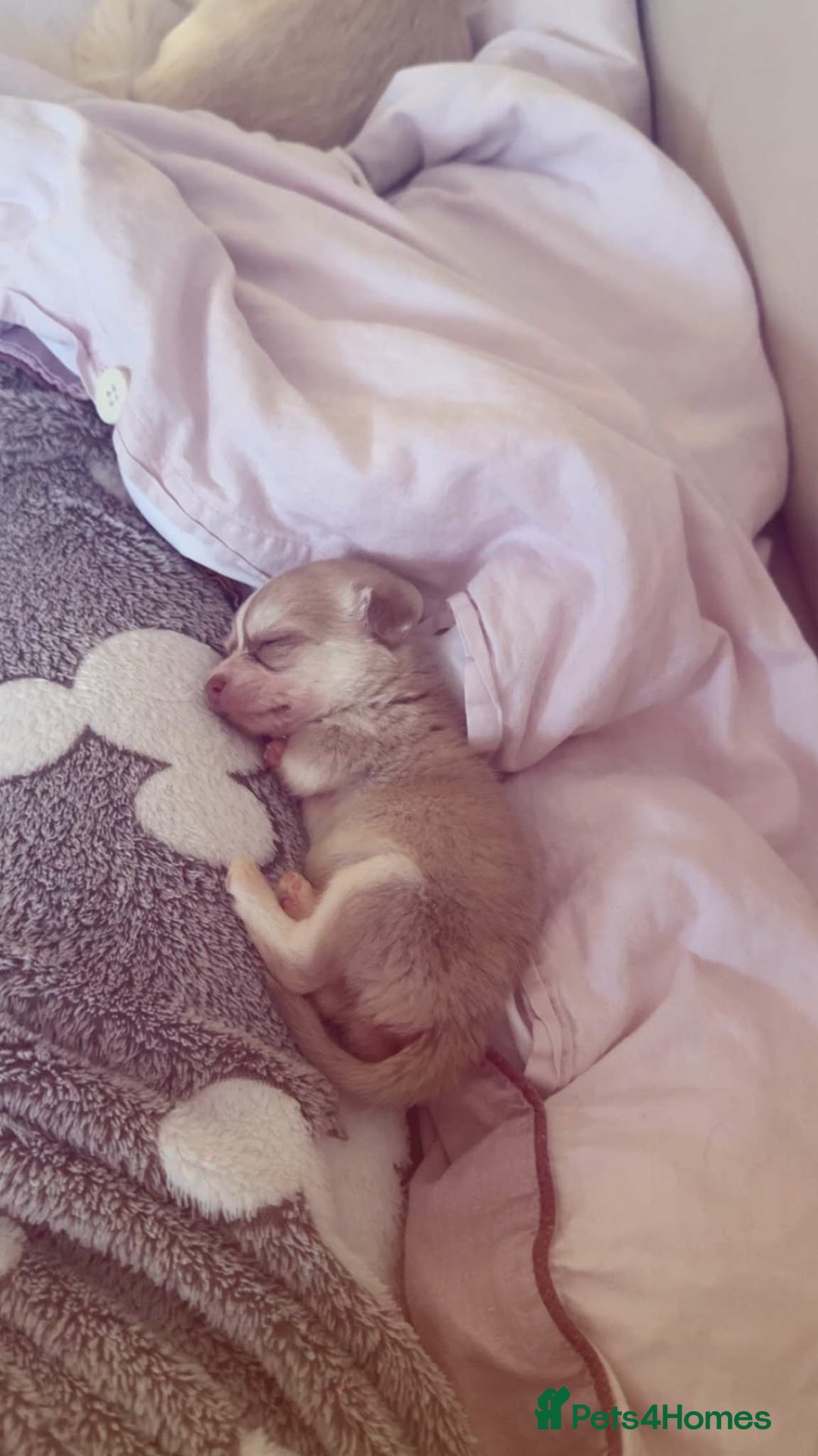 Chihuahua dogs for sale: Chihuahuas for sale - Advert 5