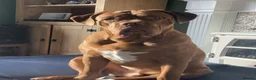 Dogue De Bordeaux dogs for sale: Gentle Giant Male Dogue de Bordeaux - Advert 20