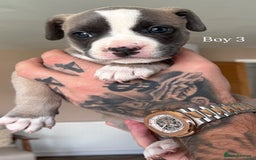 Mixed Breed dogs for sale: 11 gorgeous Staffy x Frenchie pups🤍 - Image 6