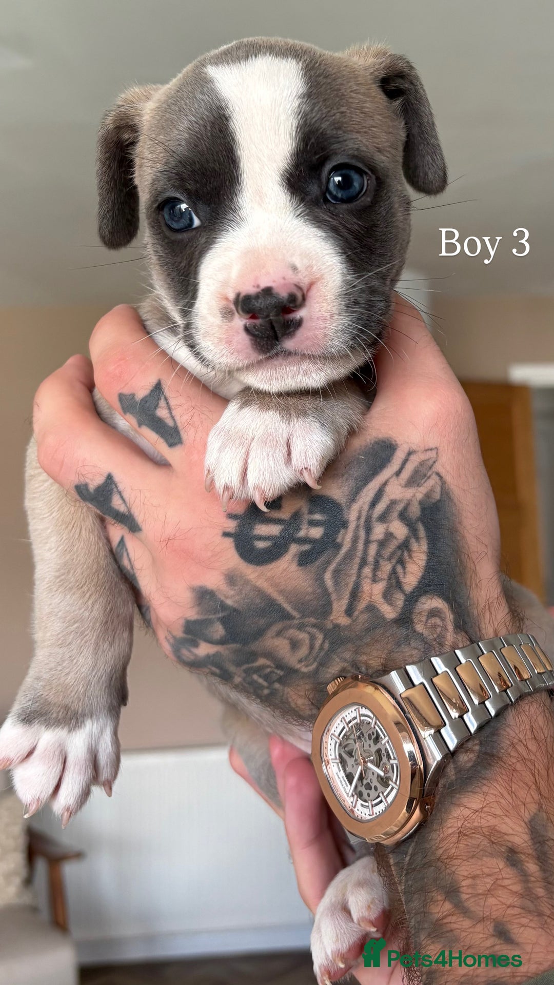 Mixed Breed dogs for sale: 11 gorgeous Staffy x Frenchie pups🤍 - Image 6