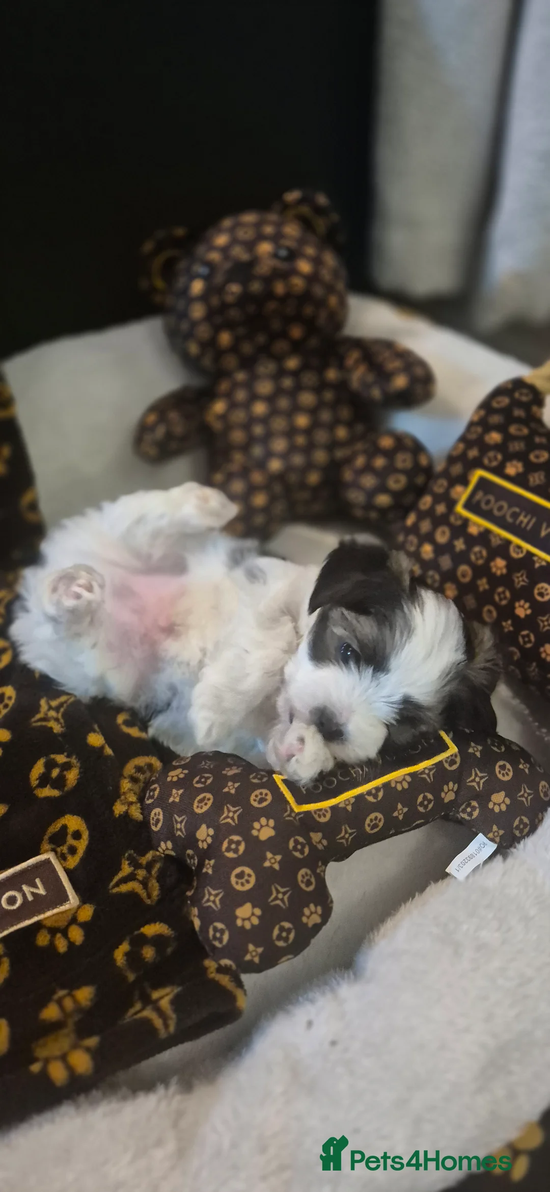 Yorkshire Terrier dogs for sale: Beautiful Biewer Yorkshire terrier boy - Advert 6